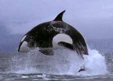 A highly intelligent and charismatic mammal, the orca breaches