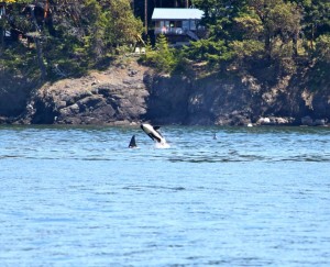 A juvenile breaching along the west side