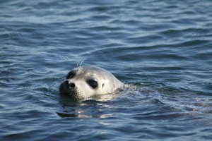 Curious seals frequent the Lime Kiln shoreline