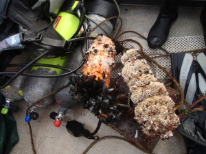 Encrusted receiver and float atop dive tanks