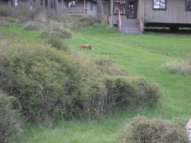 Red Fox on campus