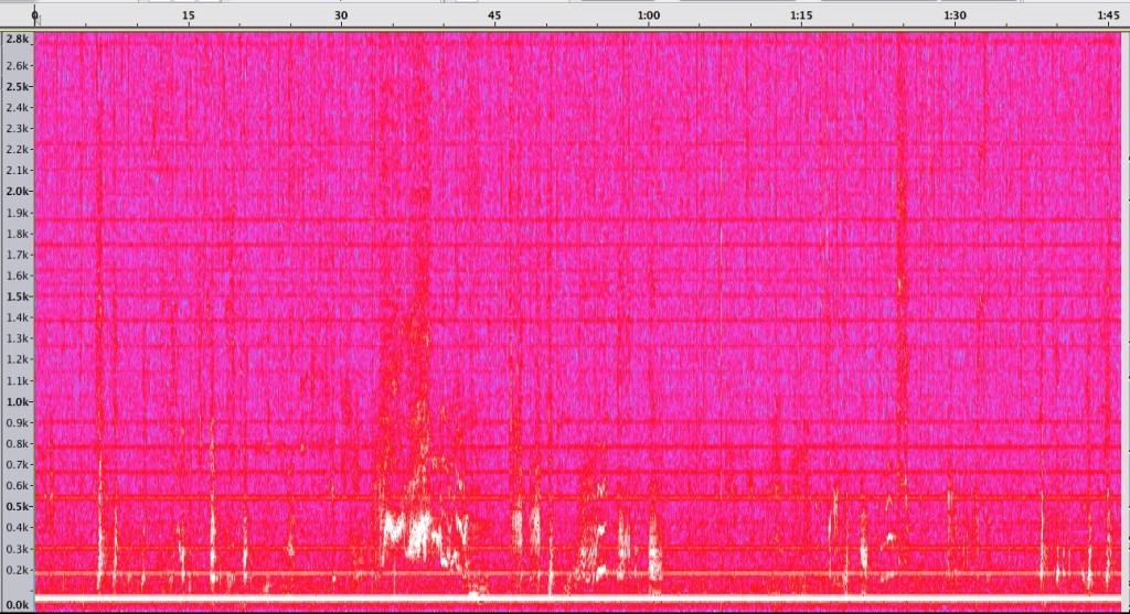 Audacity spectrogram of first humpback recording from Haro Strait